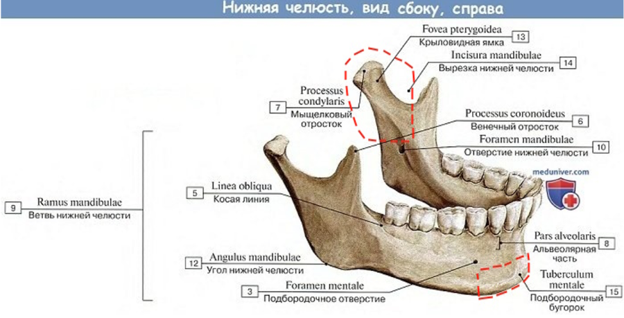 Зубной на латыни. Нижняя челюсть анатомия латынь. Нижняя челюсть анатомия спереди. Венечный отросток нижней челюсти. Нижняя челюсть вид сбоку анатомия.